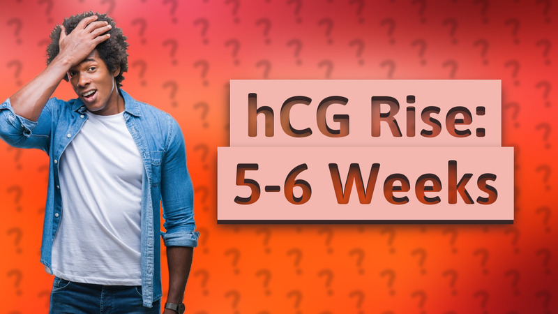 hCG Rise: 5-6 Weeks