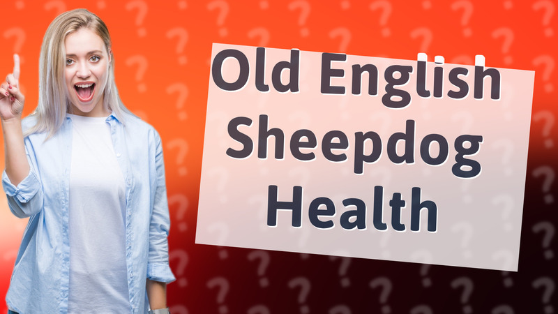 Old English Sheepdog Health