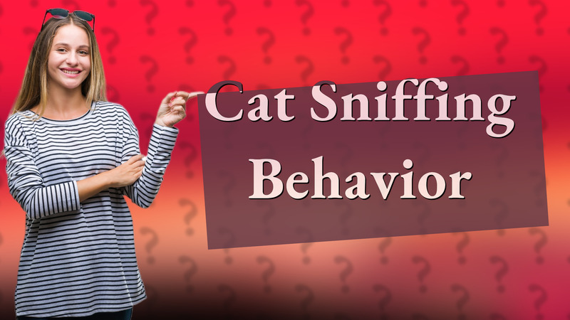 Cat Sniffing Behavior