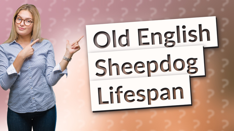 Old English Sheepdog Lifespan
