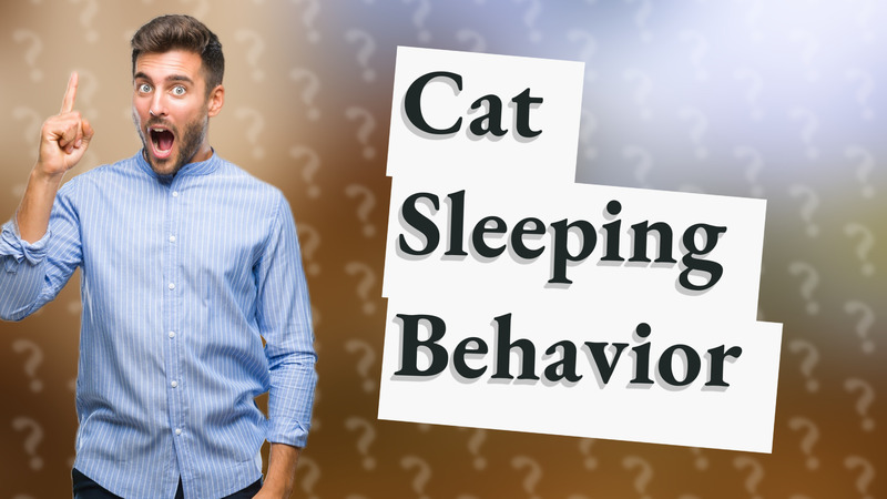 Cat Sleeping Behavior