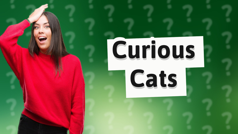 Curious Cats