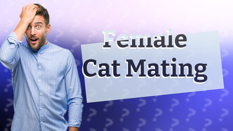Female Cat Mating