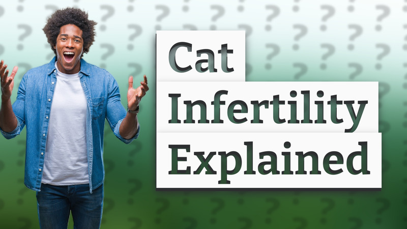 Cat Infertility Explained