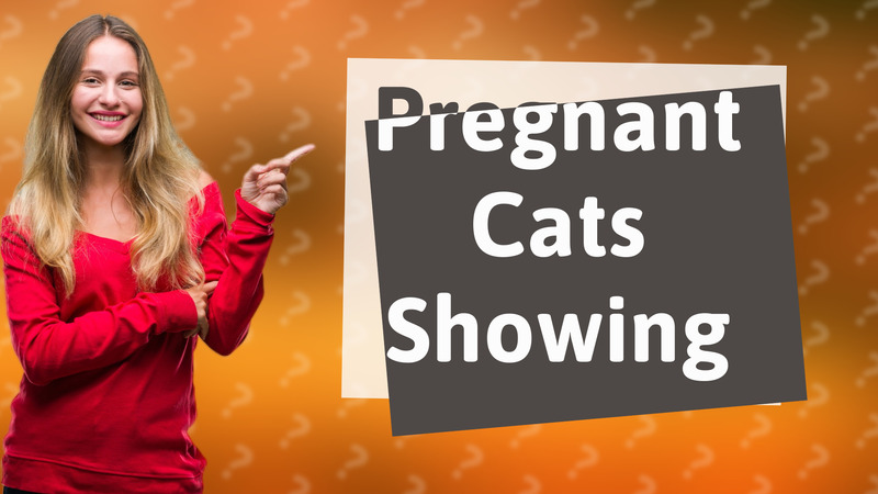 Pregnant Cats Showing