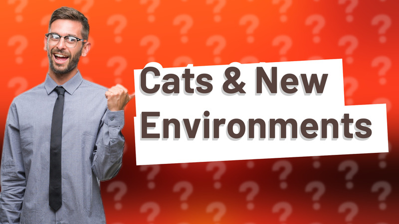 Cats & New Environments