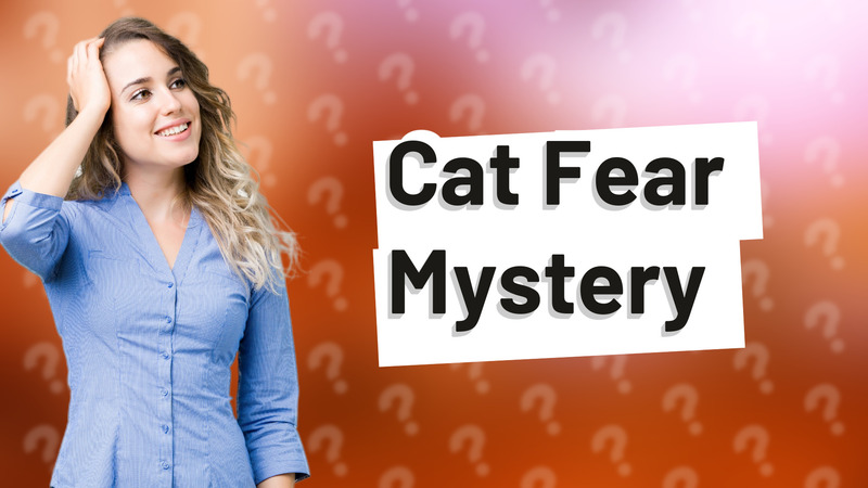 Cat Fear Mystery