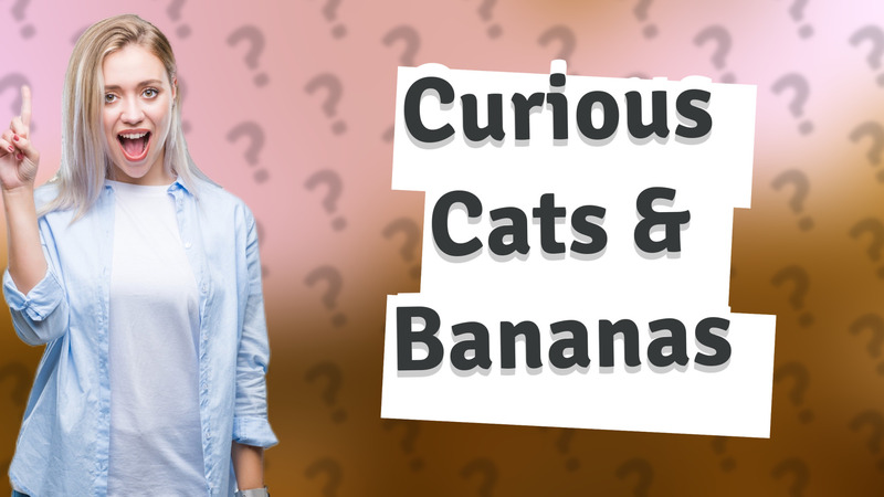 Curious Cats & Bananas