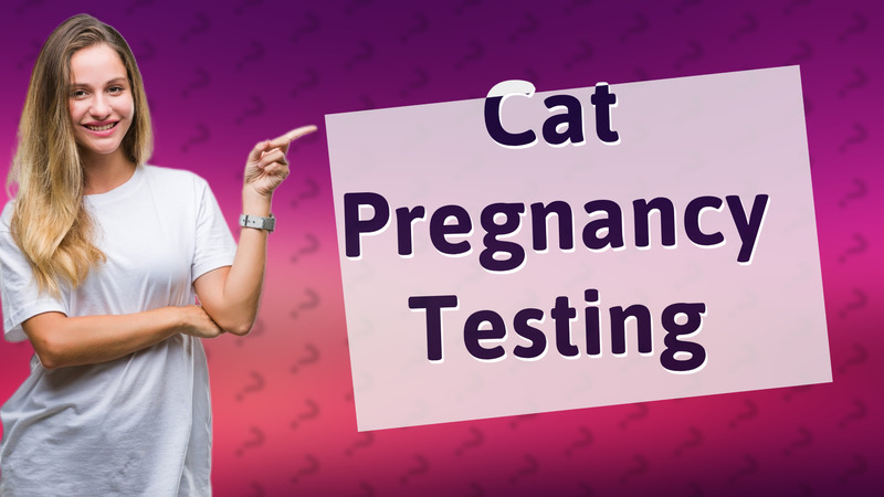 Cat Pregnancy Testing