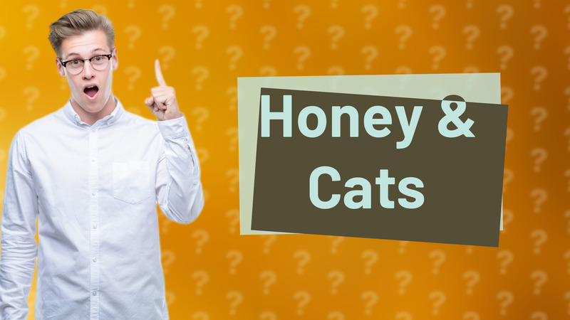 Honey & Cats