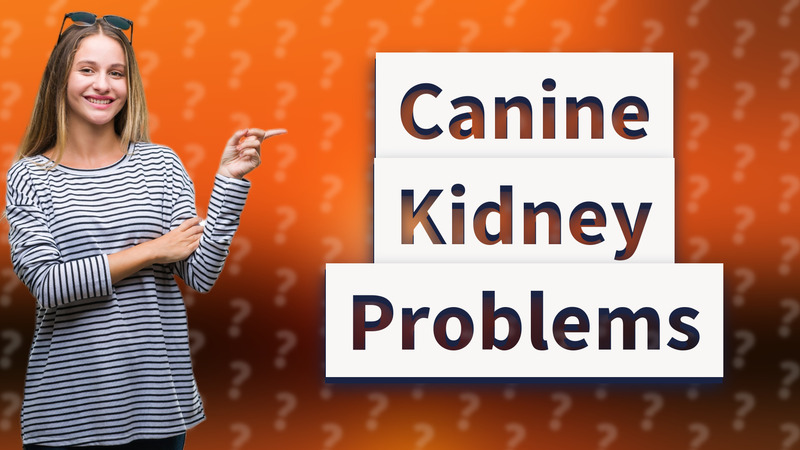 Canine Kidney Problems