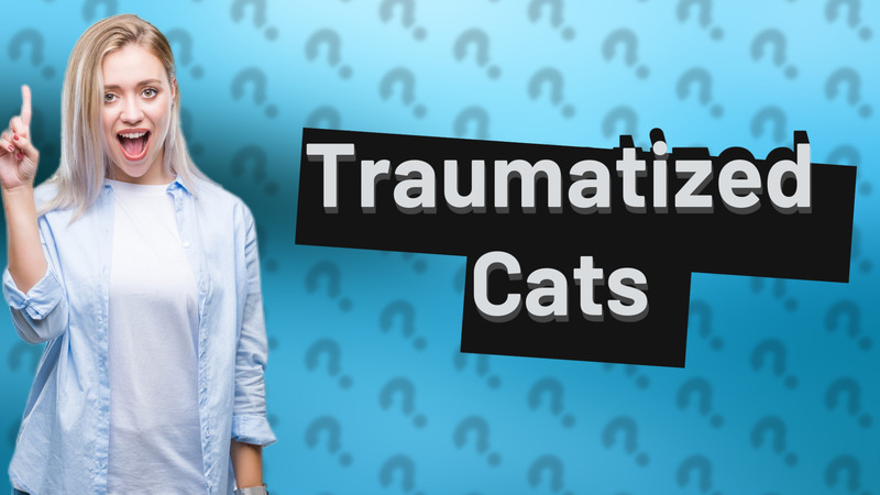 Traumatized Cats