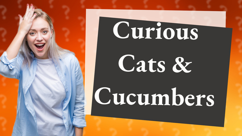 Curious Cats & Cucumbers