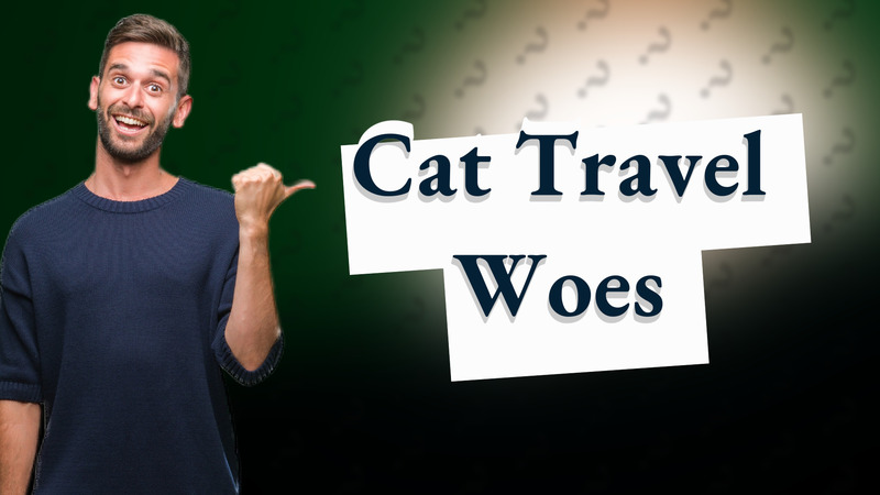 Cat Travel Woes