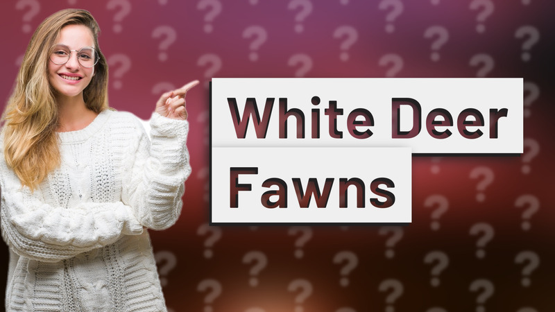 White Deer Fawns
