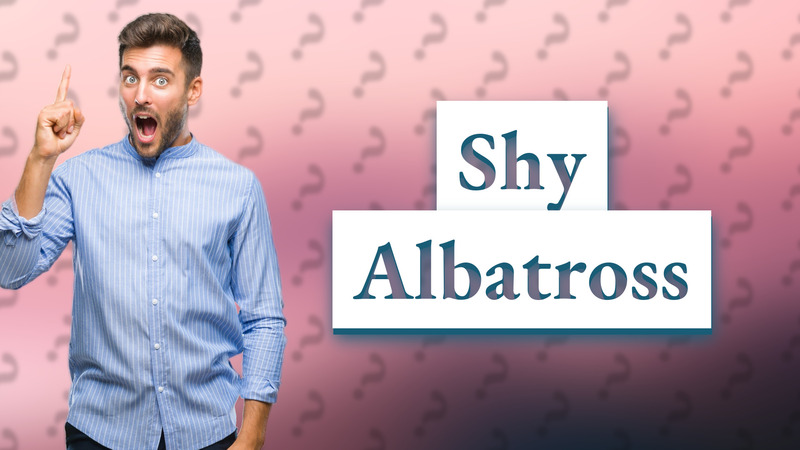 Shy Albatross