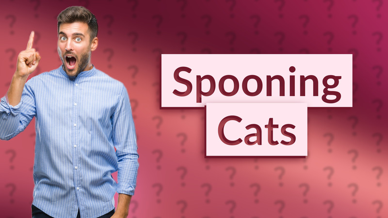 Spooning Cats