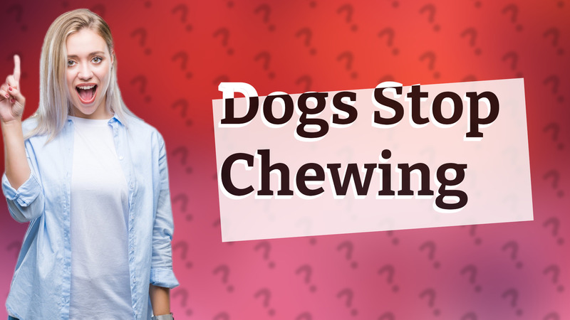 Dogs Stop Chewing