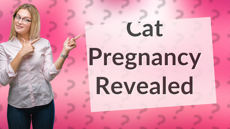 Cat Pregnancy Revealed