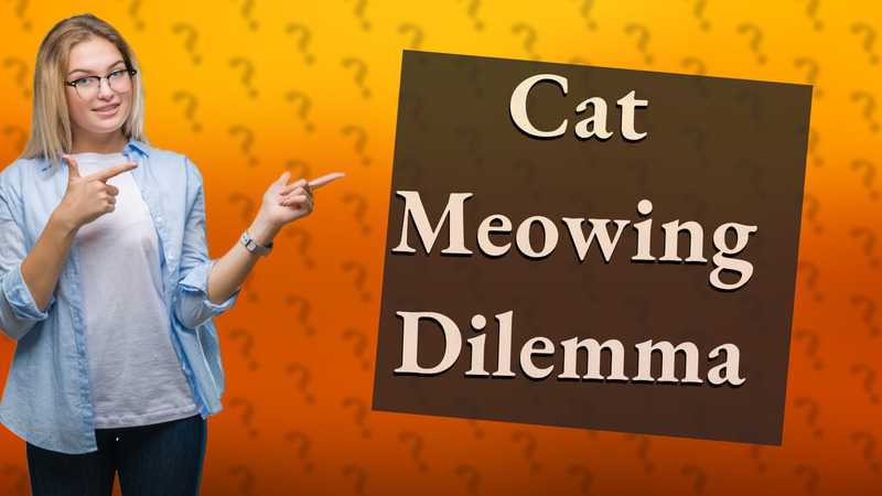 Cat Meowing Dilemma