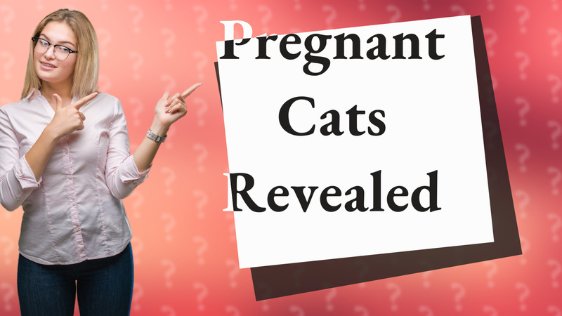 Pregnant Cats Revealed