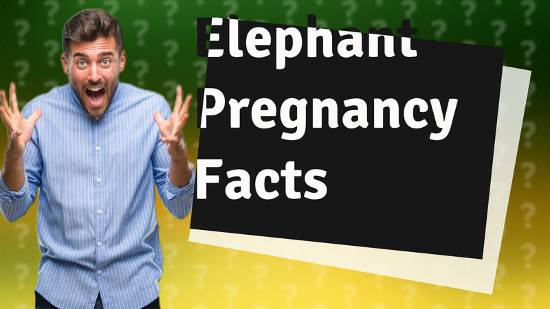 Elephant Pregnancy Facts