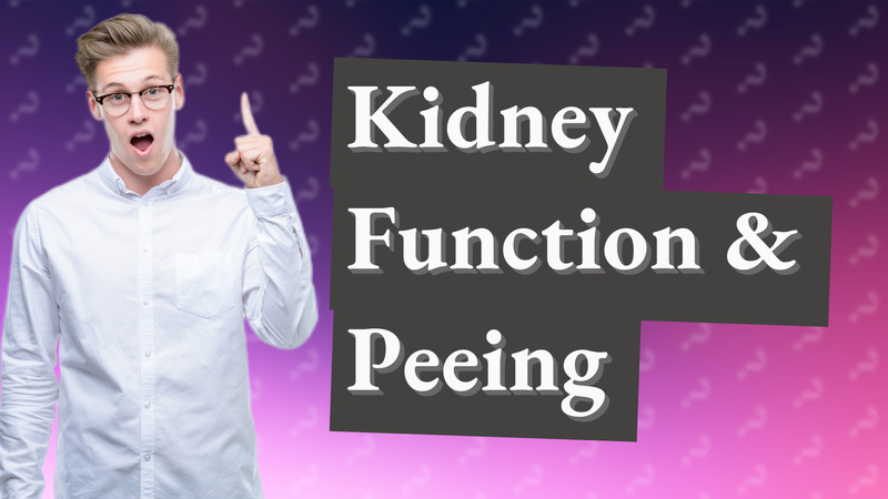 Kidney Function & Peeing