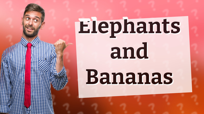 Elephants and Bananas
