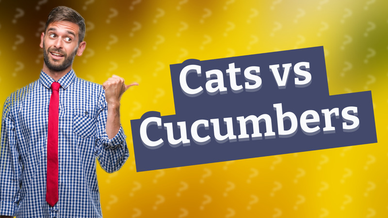 Cats vs Cucumbers
