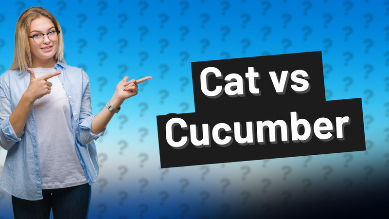 Cat vs Cucumber