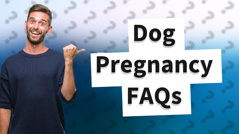 Dog Pregnancy FAQs