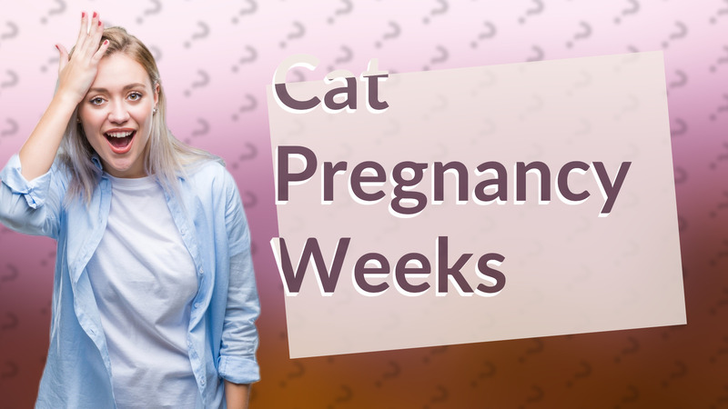 Cat Pregnancy Weeks