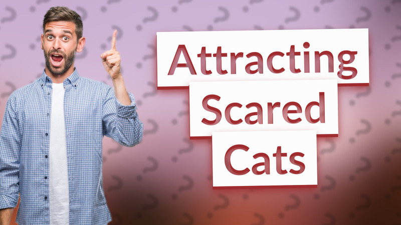 Attracting Scared Cats