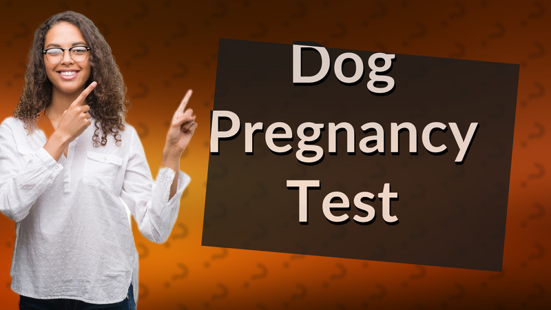 Dog Pregnancy Test