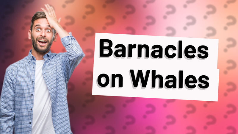 Barnacles on Whales