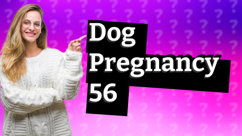 Dog Pregnancy 56
