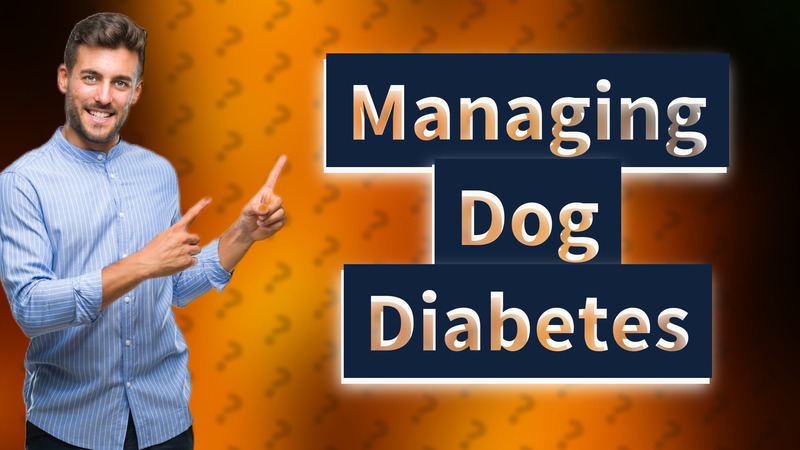 Managing Dog Diabetes