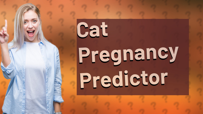 Cat Pregnancy Predictor