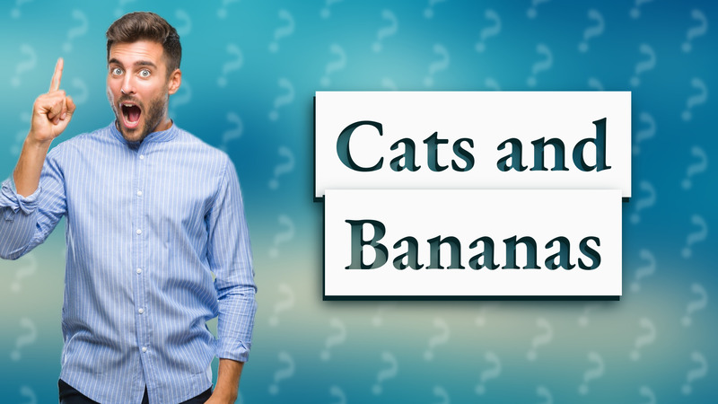 Cats and Bananas