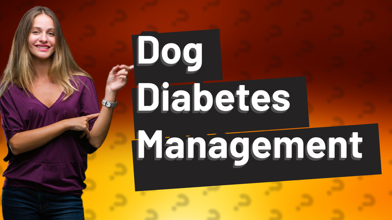 Dog Diabetes Management