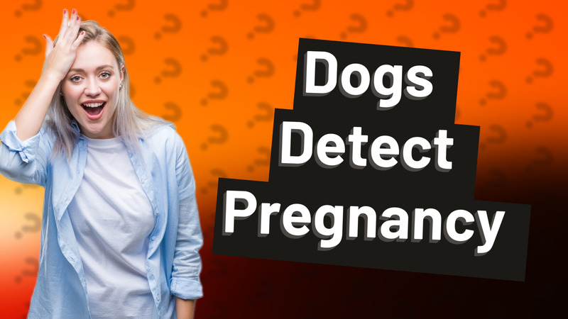 Dogs Detect Pregnancy