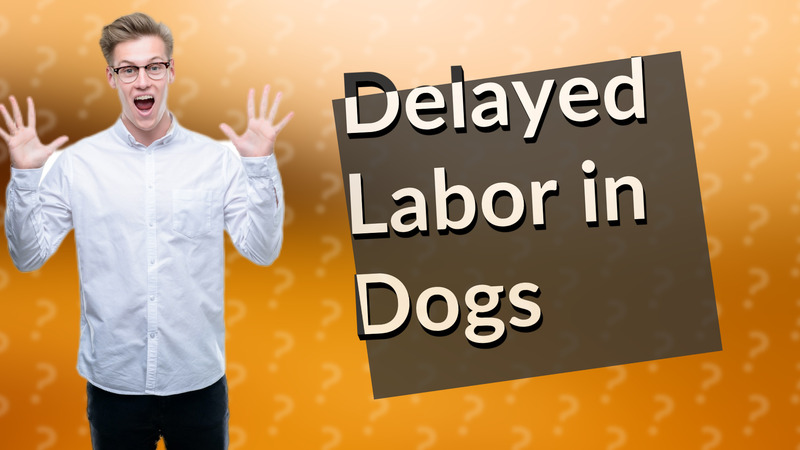 Delayed Labor in Dogs