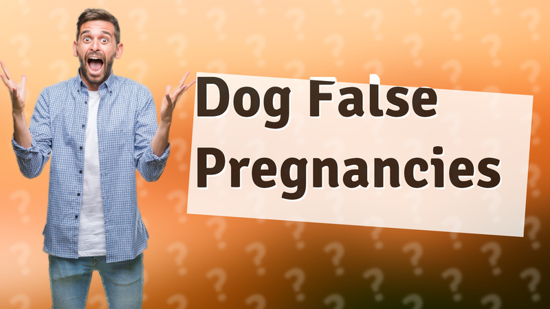 Dog False Pregnancies