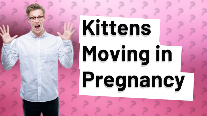 Kittens Moving in Pregnancy
