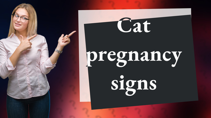 Cat pregnancy signs