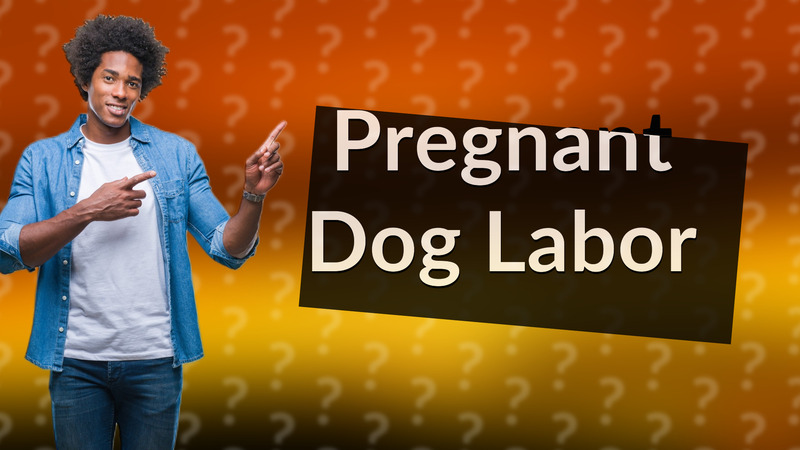 Pregnant Dog Labor