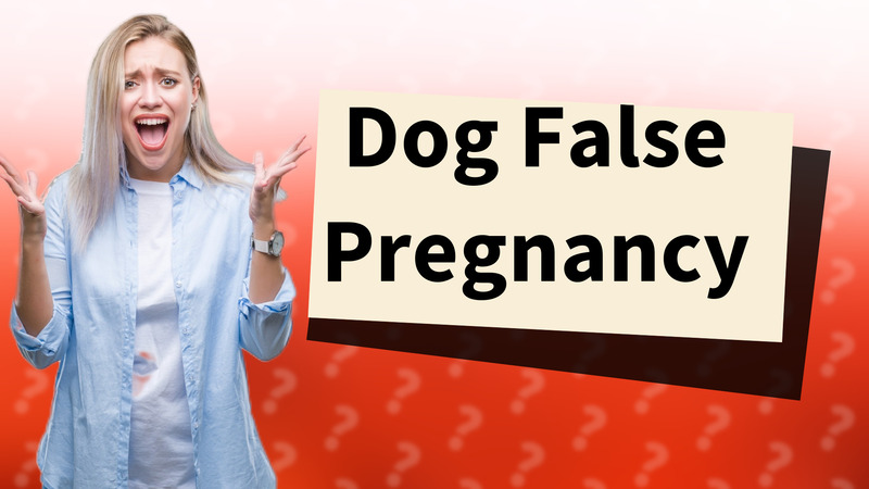 Dog False Pregnancy