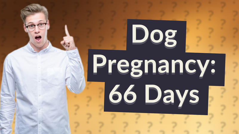 Dog Pregnancy: 66 Days
