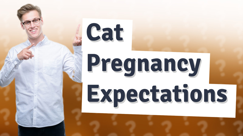 Cat Pregnancy Expectations