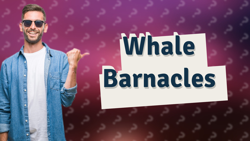 Whale Barnacles